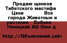 Продаю щенков Тибетского мастифа › Цена ­ 45 000 - Все города Животные и растения » Собаки   . Ненецкий АО,Ома д.